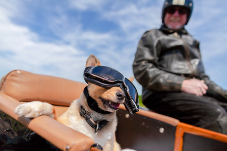 Shetland Sheepdog sits with sunglasses in a motorcycle sidecarの写真素材