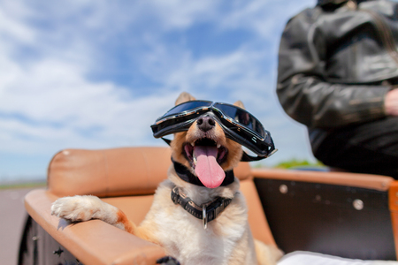Shetland Sheepdog sits with sunglasses in a motorcycle sidecarの写真素材