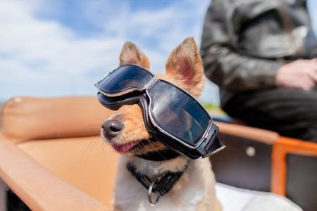 Shetland Sheepdog sits with sunglasses in a motorcycle sidecarの写真素材