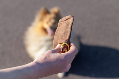 A dog owner plays with his dogの写真素材