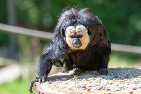 Guianan saki sits on a tree stump. The white-faced saki (Pithecia pithecia) and the golden-faced saki, is a species of the New World saki monkey.の素材 [FY310101272611]