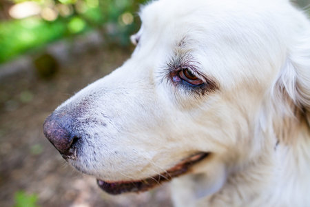 White Polish Tatra Sheepdog portrait in nature