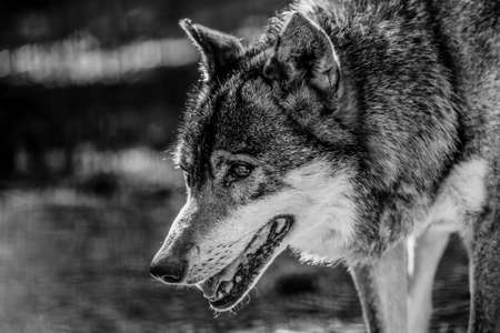Black and white portrait of a wolfの写真素材