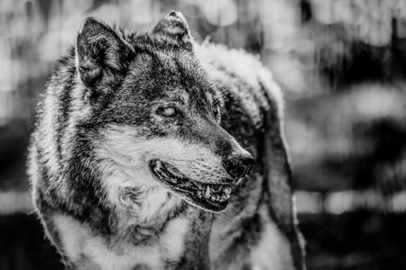 Black and white portrait of a wolf