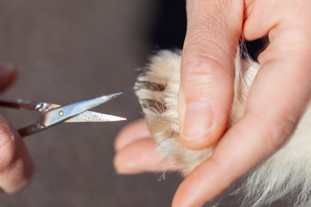 Nail care with a scissor on a dog pawの写真素材