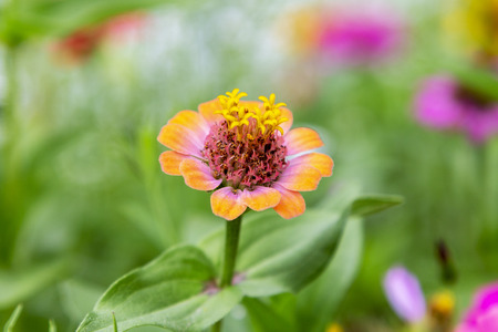 close up from a zinnia in a flowerbedの写真素材