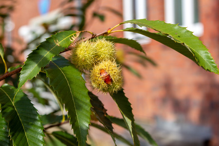 Raw chestnut hangs on a chestnut treeの写真素材