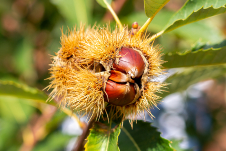 Raw chestnut hangs on a chestnut treeの写真素材