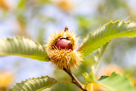 Raw chestnut hangs on a chestnut treeの写真素材