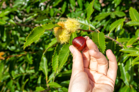 Chestnut in a hand in front of a chestnut treeの写真素材