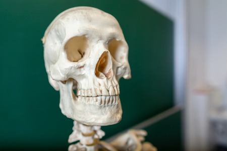 a skeleton model stands at a blackboardの写真素材