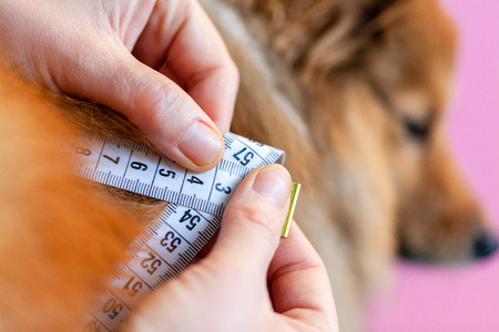 Belly circumference is measured with a tape measure on a dogの写真素材