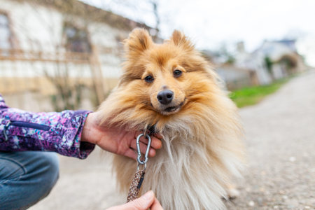 A woman is leashing her sweet shetland sheepdogの写真素材