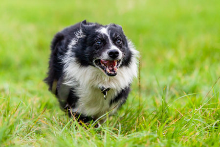 A Portrait of a cute Border Collieの写真素材