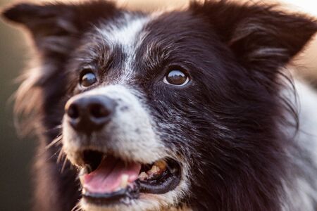 A Portrait of a cute Border Collieの写真素材