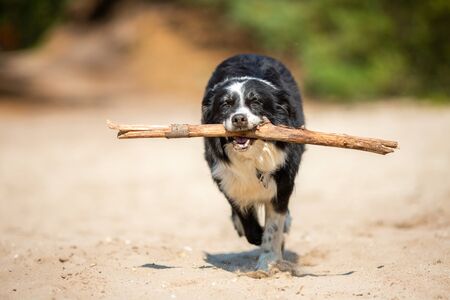 Border Collie dog runs with a stick over sandの写真素材