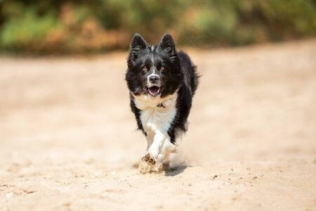 Portait of a running Border Collie dogの写真素材