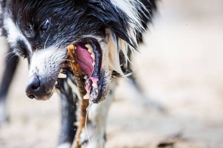 Border Collie dog runs with a stick over sandの写真素材