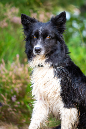 Portrait of a Border Collie dog in natureの写真素材