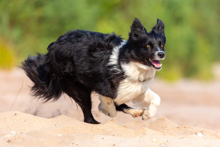 Portait of a running Border Collie dogの写真素材