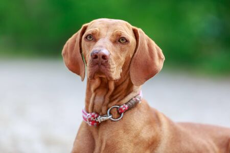 Portrait of a young Magyar Viszla dogの写真素材