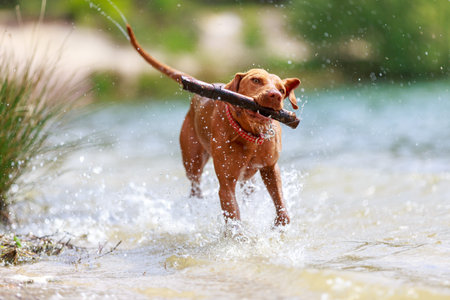 Portrait of a young Magyar Viszla dogの写真素材