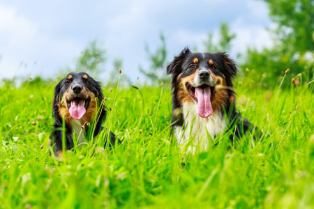 Colorful portrait of an Australian Shepherd dog