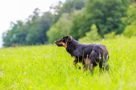 Colorful portrait of an Australian Shepherd dogの写真素材