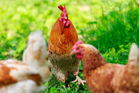 Portrait of a chicken in green grassの写真素材