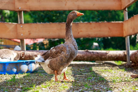 A cute portrait of a german gooseの写真素材
