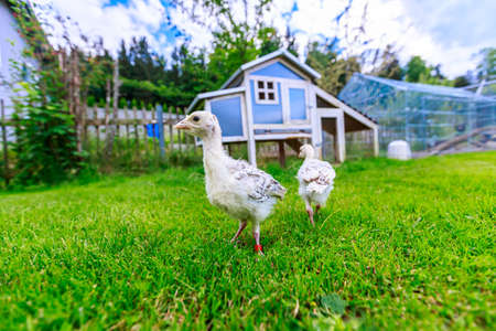 Two little pheasant chicks in front of a blue chicken houseの写真素材