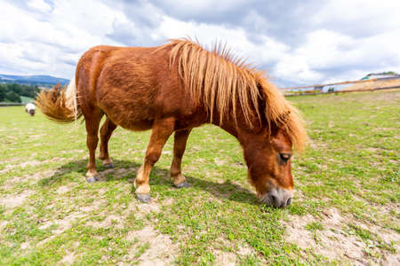 Mini pony is grazing on a green meadowの写真素材