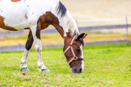 Criollo horse stands on a green meadowの写真素材