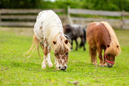 Mini pony is grazing on a green meadowの写真素材