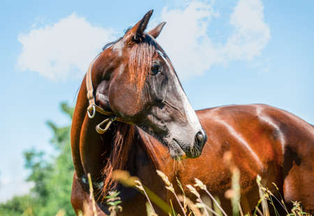 Portrait of a trotting horse in front a beautiful backgroundの写真素材