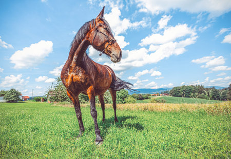 Portrait of a trotting horse in front a beautiful background