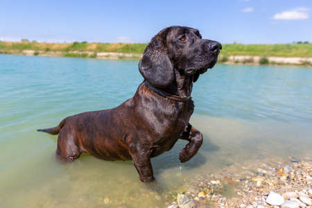 Portrait of a hanoverian hound at a lakeの写真素材