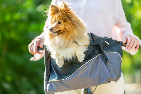 dog looks cute out of a bicycle basketの写真素材
