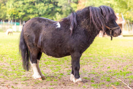 Portrait of a Shetland pony at a farmの写真素材