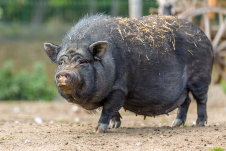 Portrait of a pot-bellied pig at a farm