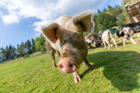 Portrait of a pig at a farm