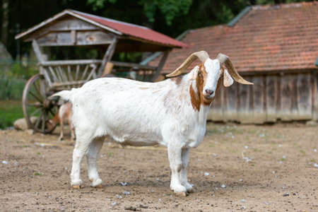 Portrait of a goat at a farmの写真素材