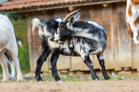 Portrait of a goat at a farm