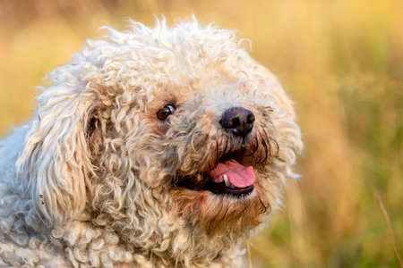 A portrait of a white pumi dogの写真素材