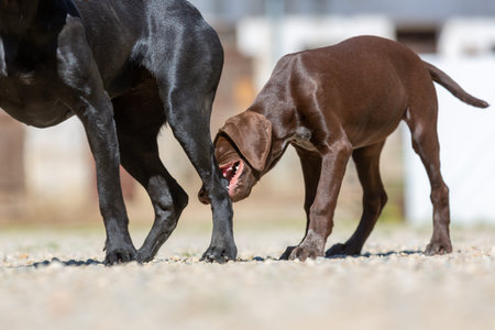Portrait of a german shorthaired pointer dog
