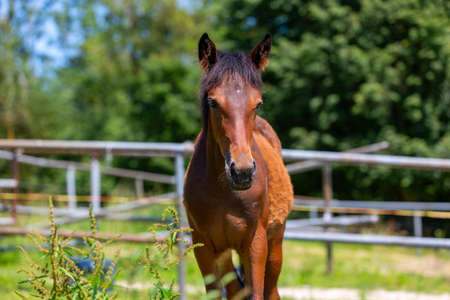 Portrait of a trotting horse on a meadowの写真素材