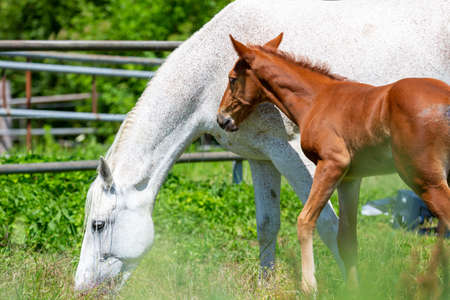 Portrait of a trotting horse on a meadowの写真素材