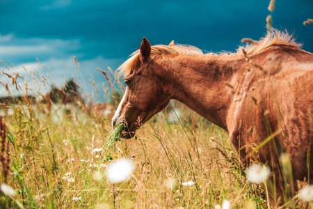 Young mini pony horse on a green meadow