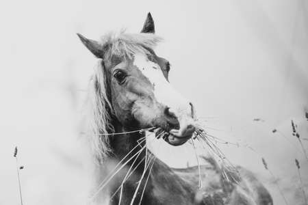 Young mini pony horse in black and whiteの写真素材