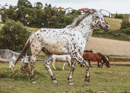 Portrait of a Danish Knabstrupper horse at a meadowの写真素材